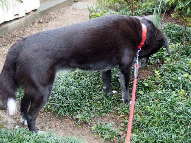 雨上がりの土は柔らかく