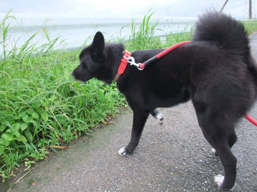梅雨は続くよいつまでも