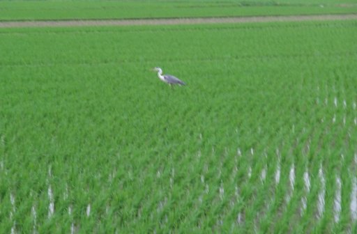 ファイル 187-2.jpg