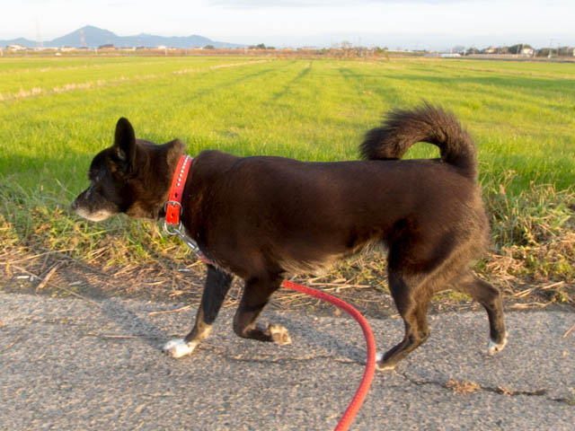 イヴ姫　13.55ｋｇ