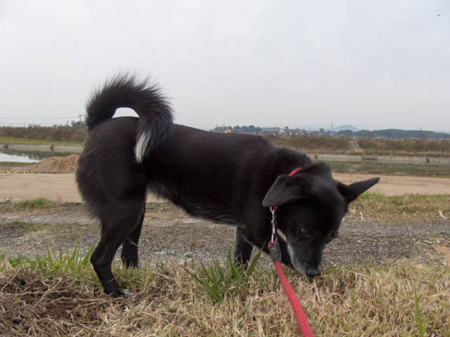 堤防くんくんコース