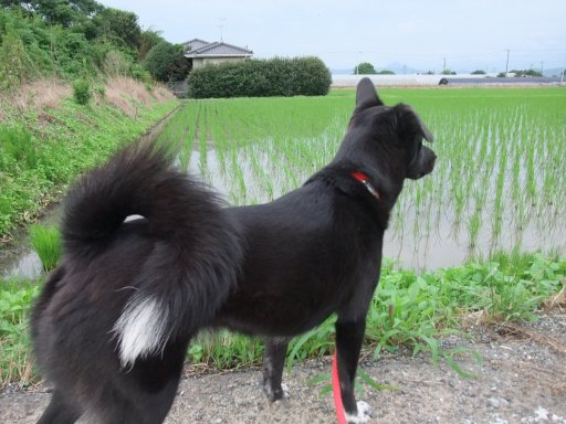 梅雨明け、まじか