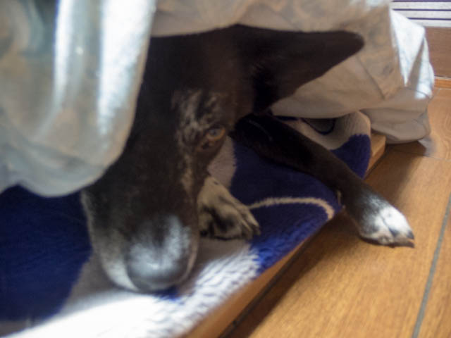 自称「満足コース」