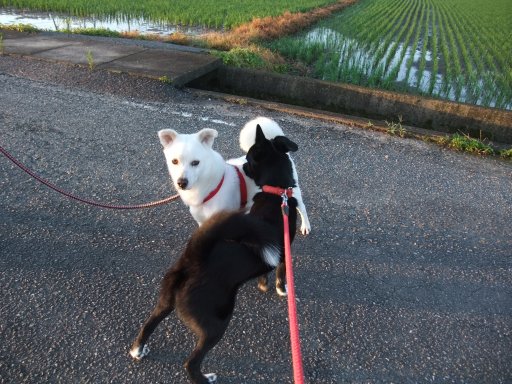 朝日に向かって（梅雨明けでし）