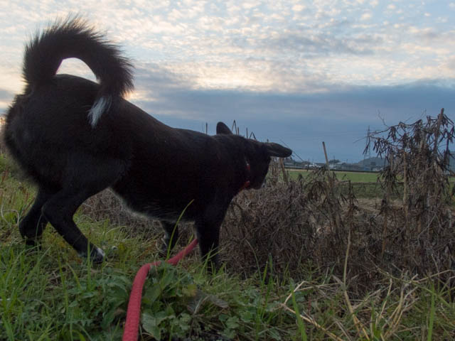 姫は行っきゅう