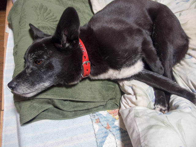 寒さ寒さも寒の内