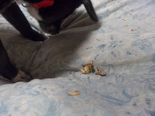 豆をくう（立春編）