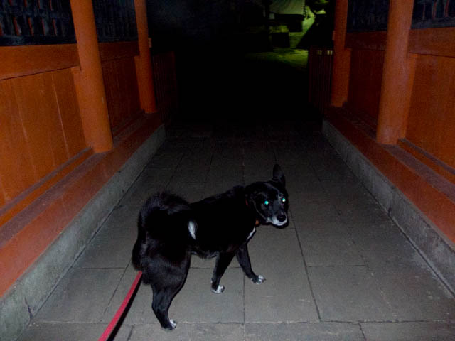 姫の瞳はグリーン