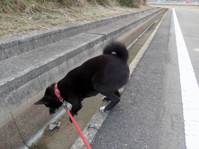 春は名のみの姫13.12ｋｇ