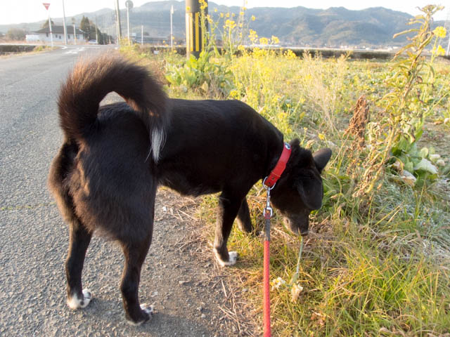 まるで春みたいでしゅ