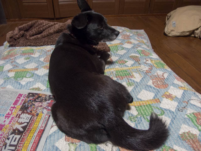 姫の背中（せな）