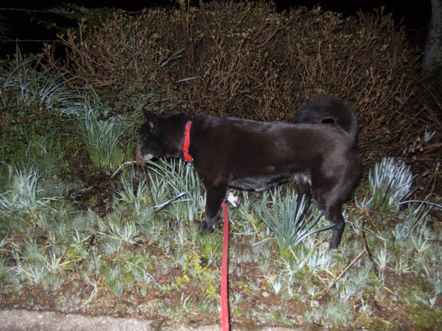 ファイル 1954-2.jpg