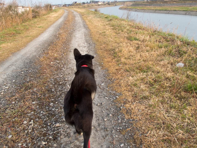 つくし、めっけ