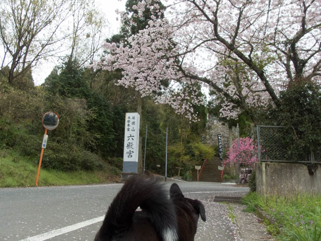 神社仏閣花見コース