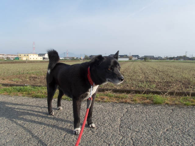 春の領土拡大運動