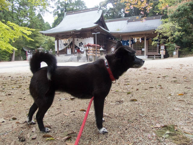 朝の神社仏閣コース
