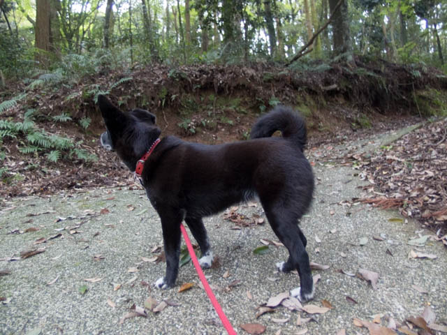 月曜は休息日（姫13.2Kg)