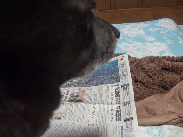 ピカチュウかぶと