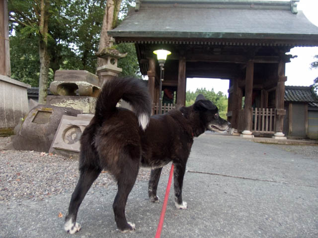 青い紫陽花は海の色