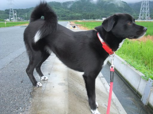 八月、始まりは雨