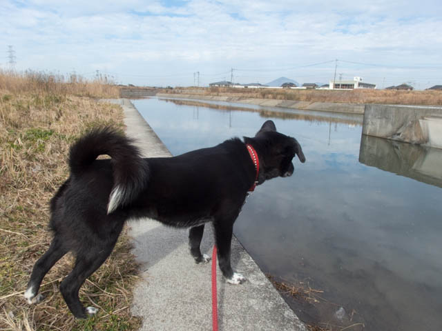 およげイヴ姫さま