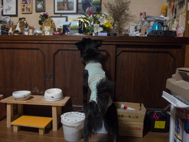 ふりだしに戻るトイレかな