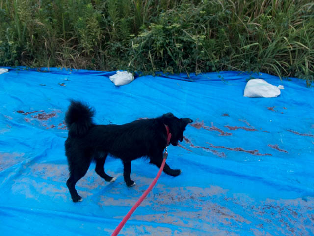 熊本地震から４カ月
