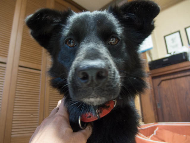 マリン、盆に吠エル