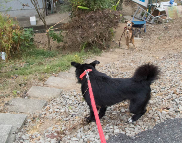 マリンも歩けば