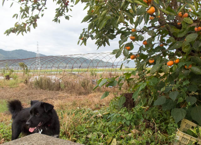 雨に負けるマリン
