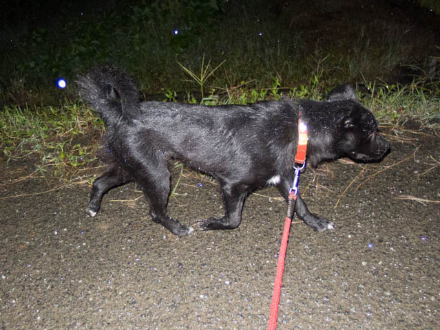 秋雨前線びしょびしょ