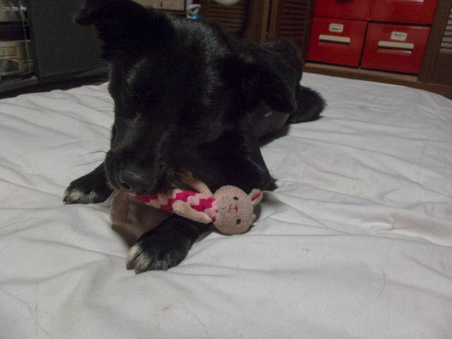 ウサギおいしぃ