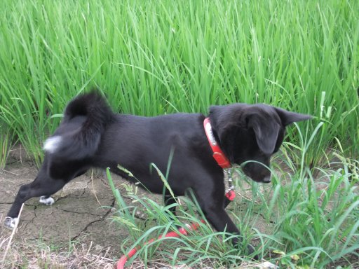 ファイル 213-2.jpg