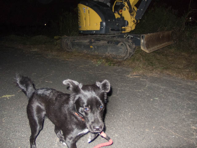 マリンが吠エル