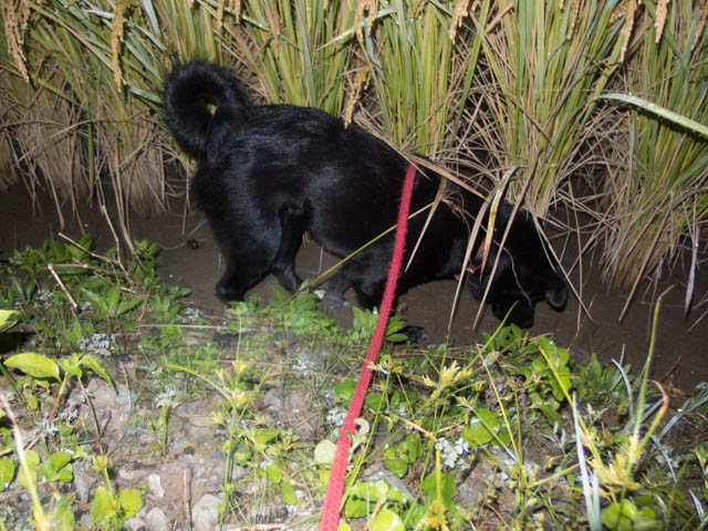 段々と姫似なマリン