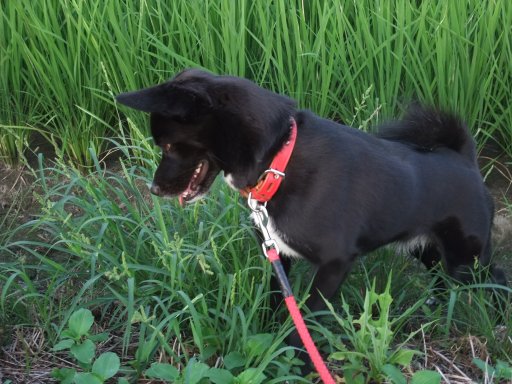 ファイル 215-2.jpg