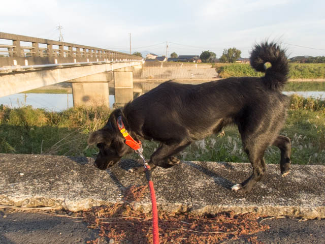 この橋通るべからず