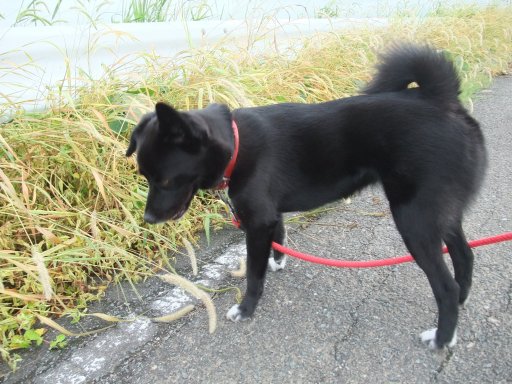 ファイル 217-2.jpg