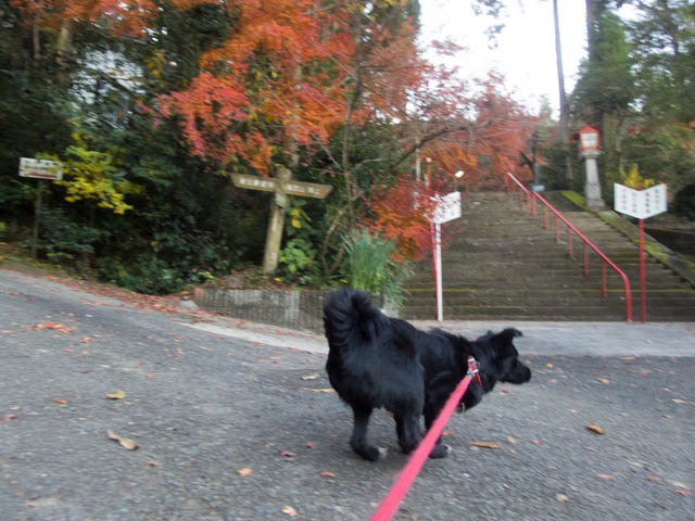 神社のちホリホリ