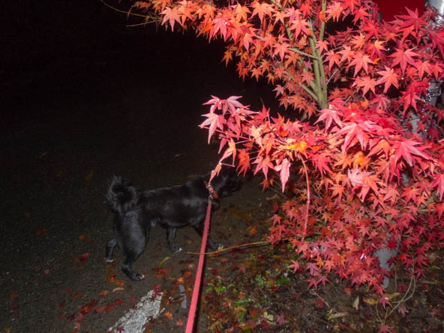 紅葉