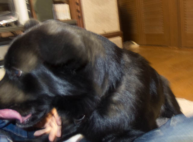 マリンのペロペロ