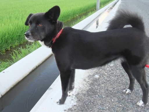 残暑きびしいざんしょ