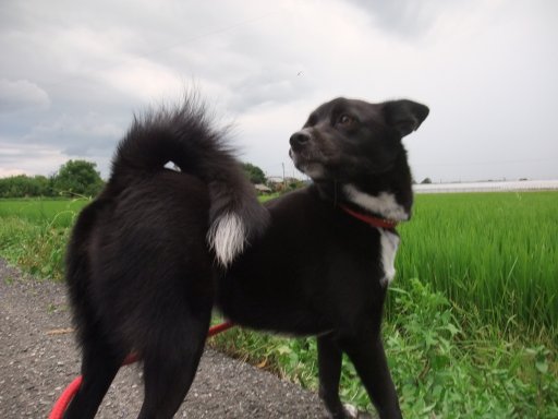 晴れのちゴロゴロ、振り返エル