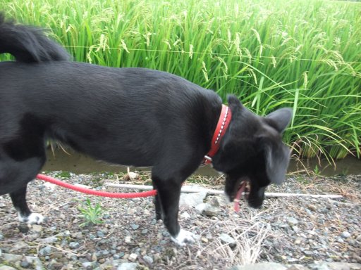 ファイル 239-3.jpg