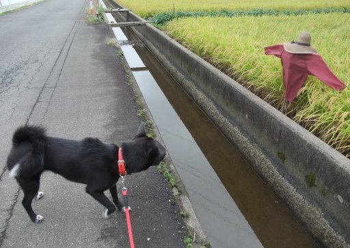 案山子ｖｓイヴ姫