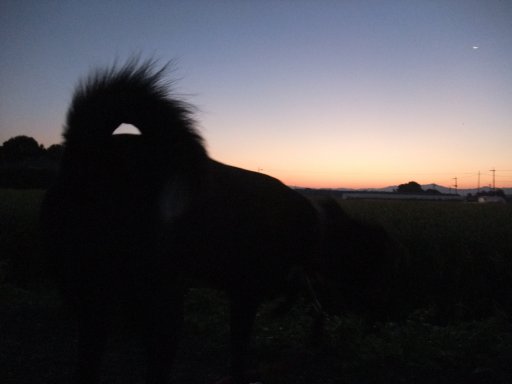 夜明けのしっぽ