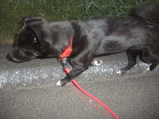 イヴ姫　１２．６ｋｇ