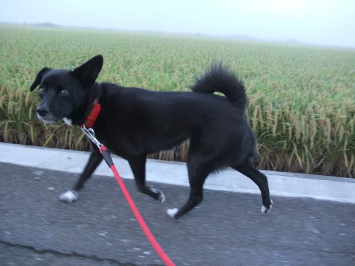 朝もやの中のイヴ姫