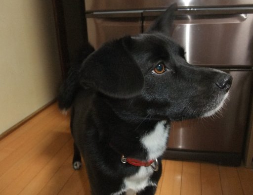 イヴ姫は急には止まれない