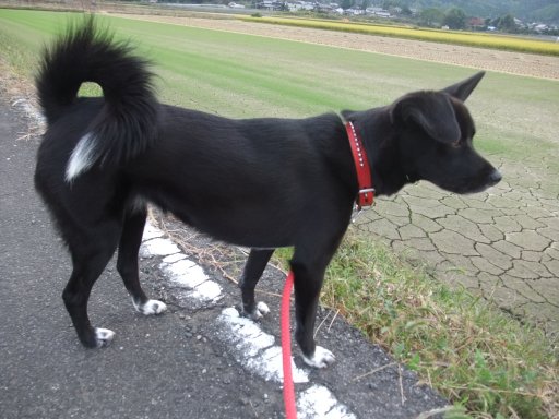 ファイル 275-4.jpg